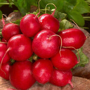 Confetti Mix Radish Cherry Seeds