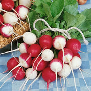 Confetti Mix Radish Cherry Seeds
