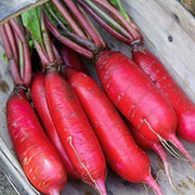 China Rose Winter Radish Seeds
