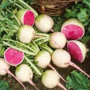 Crisp Red Watermelon Radish Seeds