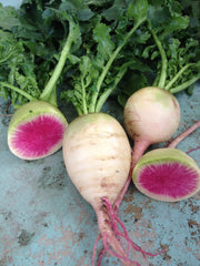 Crisp Red Watermelon Radish Seeds