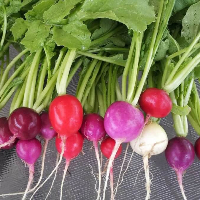 Easter Egg Mix Radish Seeds