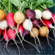 Easter Egg Mix Radish Seeds