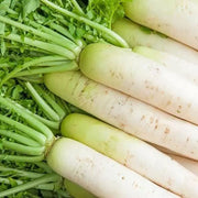 Green White Radish Seeds