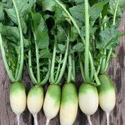 Green Radish Seeds