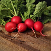 Meister Radish Seeds