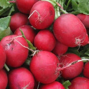 Meister Radish Seeds