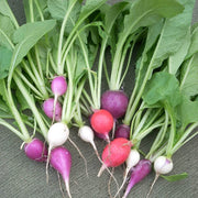 Mixed Radish Seeds
