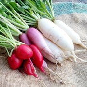 Mixed Radish Seeds