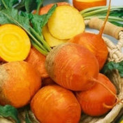 Orange Radish Seeds