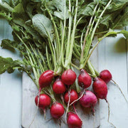 Purple Giant Radish Seeds