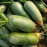 Shawo Radish Seeds