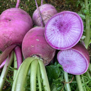 Blue Radish Seeds
