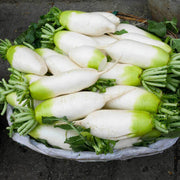 Green White Radish Seeds