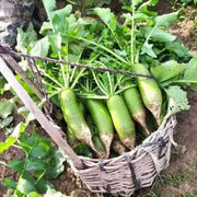 Shawo Radish Seeds