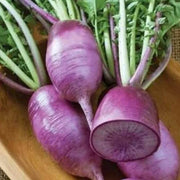 Purple Radish Seeds