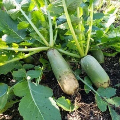 Shawo Radish Seeds