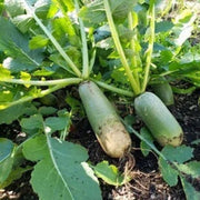 Shawo Radish Seeds