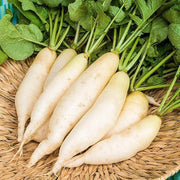 Smooth White Daikon Radish Seeds
