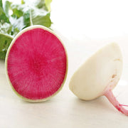 Starburst Radish Seeds