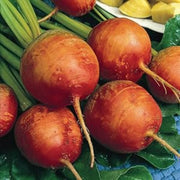Dark Orange Radish Seeds