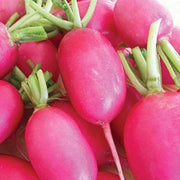 Lady Slipper Radish Seeds