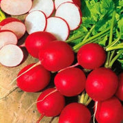 Red Radish Seeds
