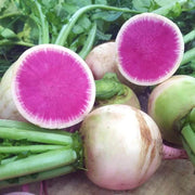 Starburst Mix Radish Seeds