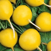 Yellow Radish Seeds