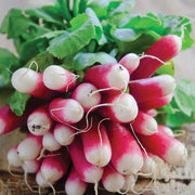Mila Radish Seeds