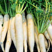 Smooth White Daikon Radish Seeds