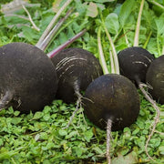 Deep Brown Radish Seeds