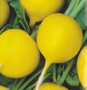 Yellow Radish Seeds