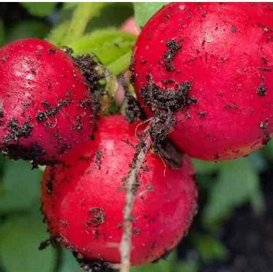 Celesta Radish Seeds
