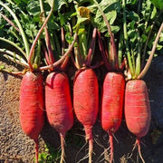 China Rose Winter Radish Seeds