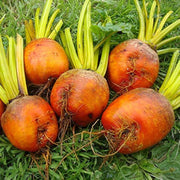 Dark Orange Radish Seeds