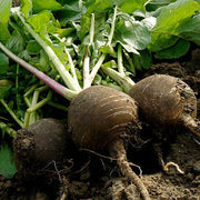 Deep Brown Radish Seeds