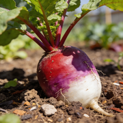 Radish Seeds – Raphanus sativus