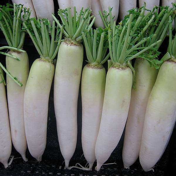 Green White Radish Seeds