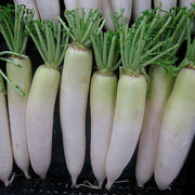 Green White Radish Seeds