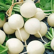Hailstone Radish Seeds