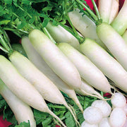 Japanese Minowase Radish Seeds