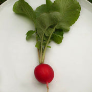Meister Radish Seeds