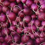 Purple Giant Radish Seeds