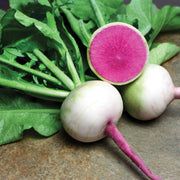 Starburst Mix Radish Seeds