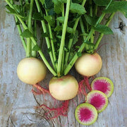 Watermelon Radish Seeds