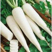 White Radish Seeds