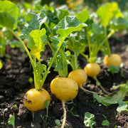 Yellow Radish Seeds