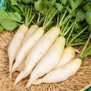 Waterline Radish Seeds