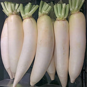 Waterline Radish Seeds